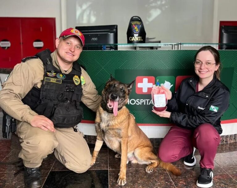 Cão policial doa sangue para salvar cadela atropelada no Paraná cao-policial-doa-sangue-para-salvar-cadela-atropelada-no-parana
