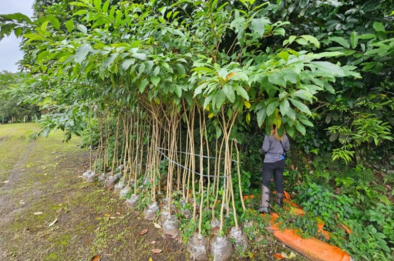 cubatao-ultrapassa-1.100-arvores-plantadas-com-o-plano-municipal-de-arborizacao-urbana