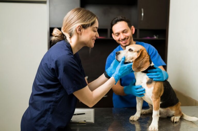 Cubatão promove castração de cães e gatos, de 28 a 30 de julho cubatao-promove-castracao-de-caes-e-gatos,-de-28-a-30-de-julho